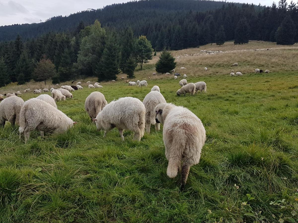 Willa Skalniak Lądek-Zdrój Esterno foto